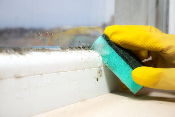 Best Fast Mold Removal  in Lawrenceburg, KY